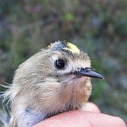 Kungsfågel, Sundre 20120829